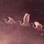 flight-of-a-heron