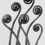 karl blossfeldt 1