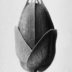 karl blossfeldt 2