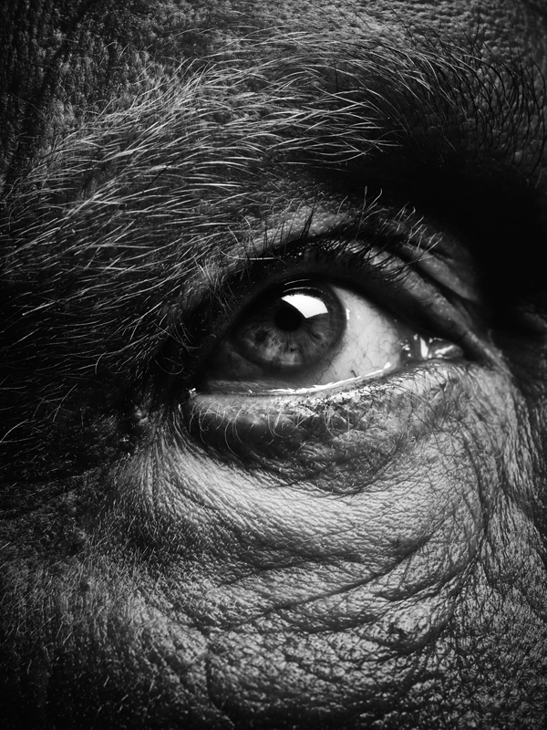 Bill_Brandt___Eyes_(date),_2014_c